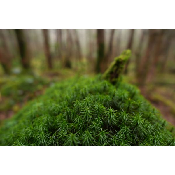 Sony FE 16mm f/1.8 G (SEL16F18GB)
