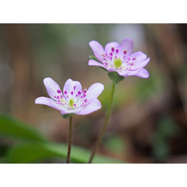 OM SYSTEM OM-5 Mark II (12-40mm) Silver OM SYSTEM OM-5 Mark II (12-40mm) Silver