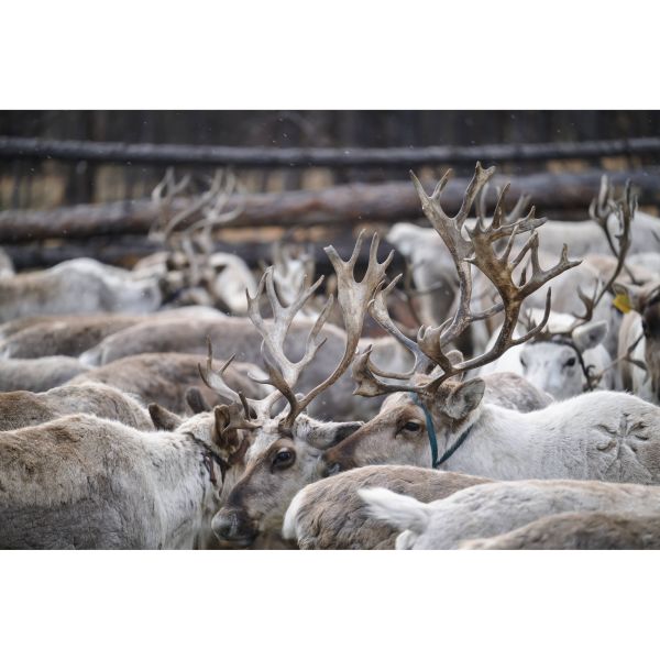 Tamron AF 70-180mm f/2,8 Di III VC VXD G2 (A065)