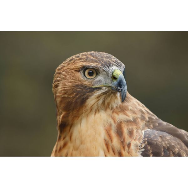 Canon EOS R6 Mark III Body