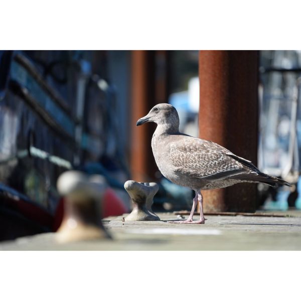 Sony Alpha a7 V Body (ILCE7M5B)